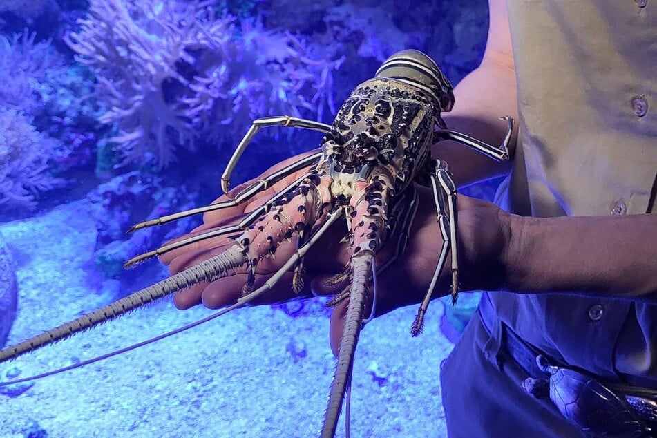 Die blaue Schmuck-Languste gehört zu den Zehnfußkrebsen und gelten als sehr intelligente Tiere.