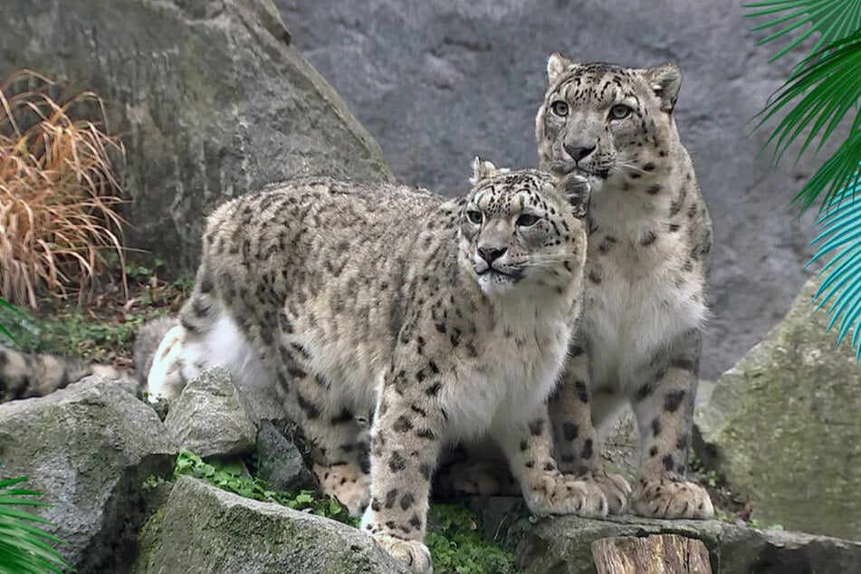 Die beide gibt es aktuell nur um Doppelpack: Bei Chandra und Askar hat die Paarungszeit begonnen.