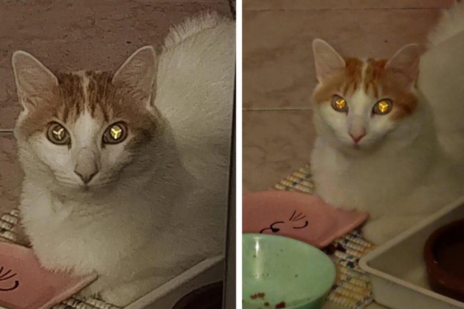 Mann knipst harmloses Katzenfoto, doch dann bemerkt er ein unheimliches Detail