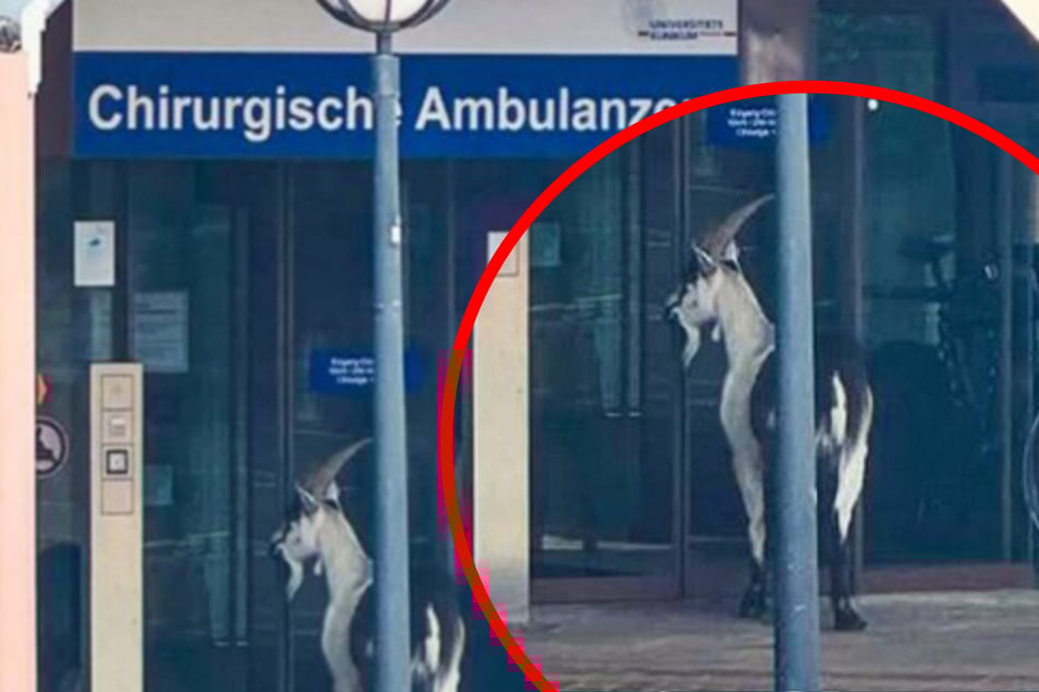 Großes Gemecker vor Uni-Klinik: Ziegenbock belagert Freiburger Chirurgie