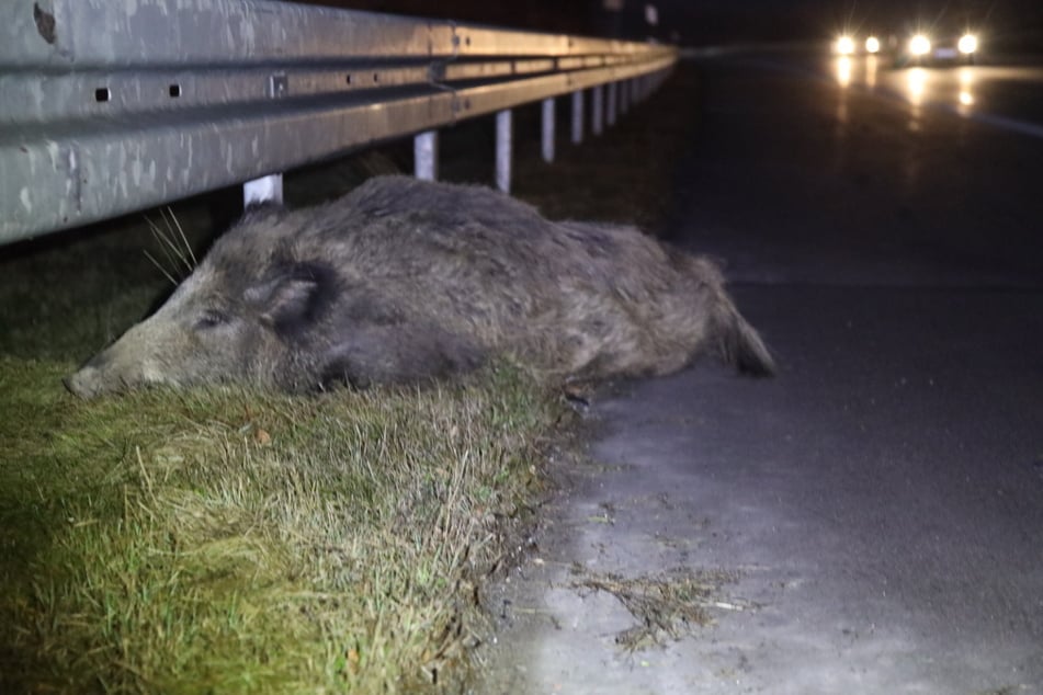 Das Wildschwein erlag noch vor Ort seinen Verletzungen.