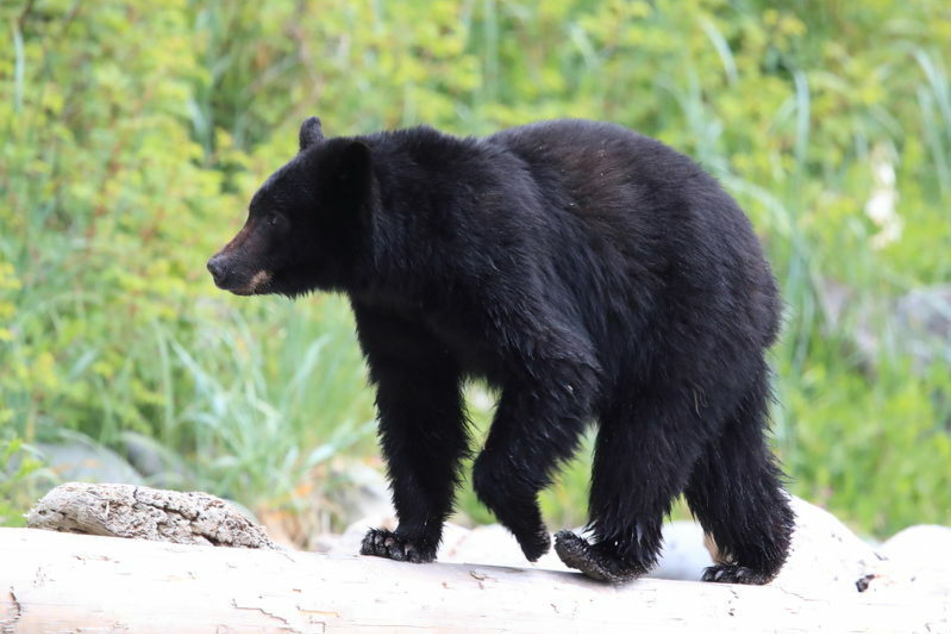 The woman managed to scare the bear away.