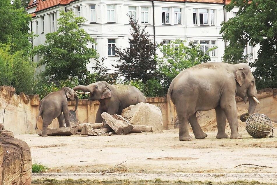 Vor allem Akito (l.) und Edgar (m.) verstehen sich prächtig.