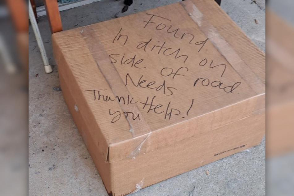 The contents of this cardboard box broke animal rescuer's hearts. The kittens inside had been abandoned and were starving.