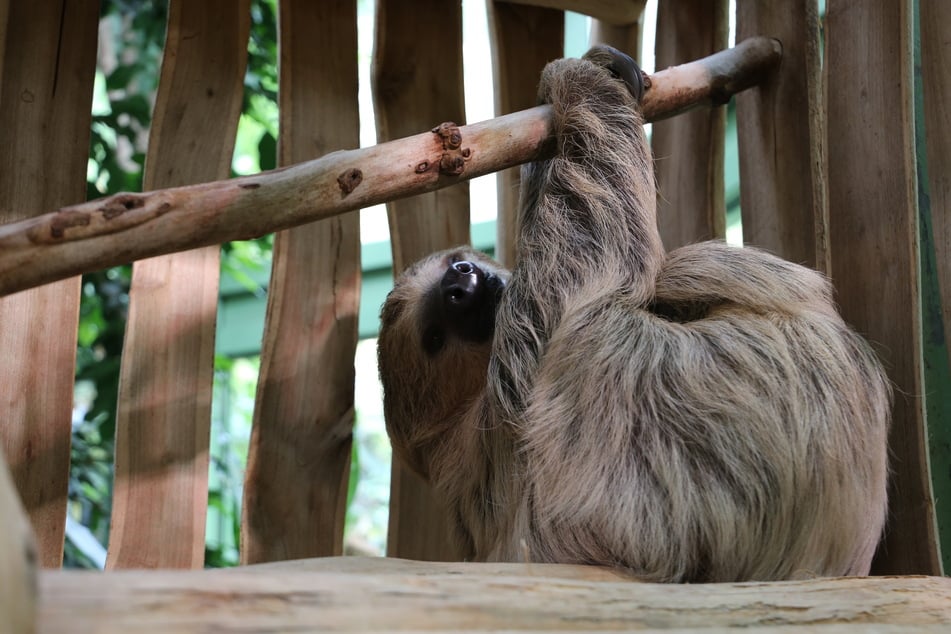 Das Zoo-Team hofft auf Nachwuchs zwischen dem künftigen Traumpaar.