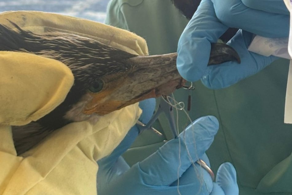 Der verletzte Wildvogel hatte einen Angelhaken im Schnabel stecken.