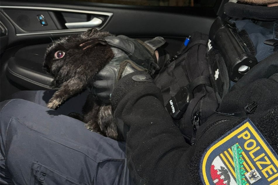 Die Polizisten kümmerten sich auf der Dienststelle um das Kaninchen und versorgten es mit Futter und Wasser.