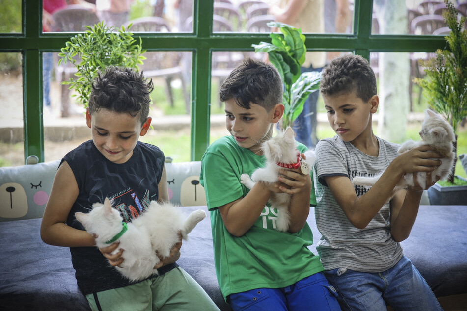 Palestinian children play with some of the many kittens that populate Gaza City's new cat café.