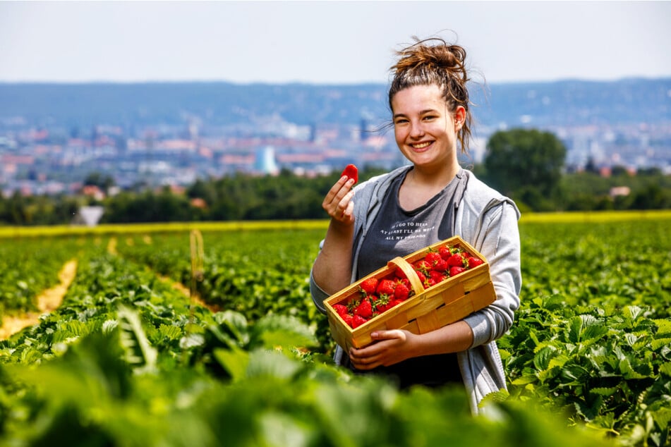 In und um Dresden bieten viele Höfe Erdbeerselbstpflücke an. Laura Thiele (19) hat ihr Körbchen bereits gut gefüllt.