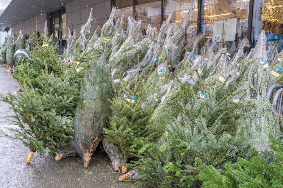 Schöne Bescherung! Rund 100 Weihnachtsbäume gestohlen