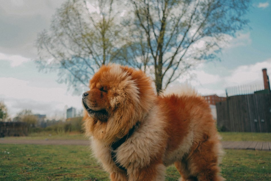 The chow chow is famous for its extraordinary puff and also for its blue tongue.