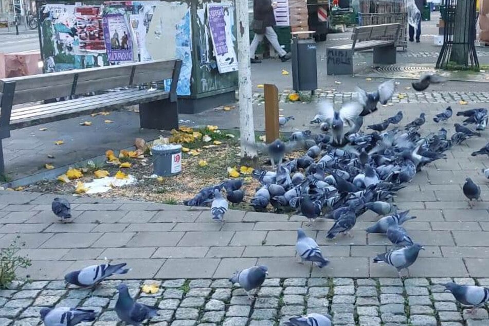 Leipzig: Tauben über Tauben am Lindenauer Markt: Betreutes Wohnen als Lösung?