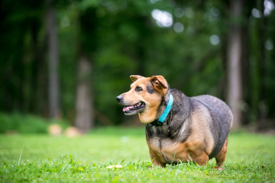 Corgis neigen unter anderem zu Übergewicht. Auch Mischlinge sollten körperlich ausgelastet werden.
