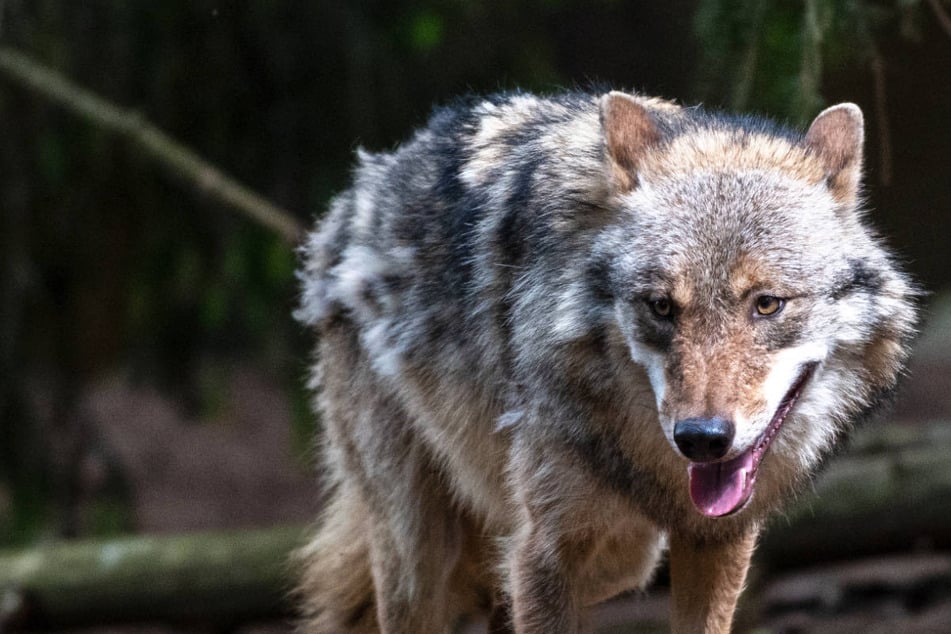 Wölfe: Tierischer Massenmörder "GW1339m" in Brandenburg zur Strecke gebracht