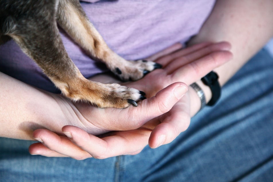 Eine regelmäßige Kontrolle und Pflege der Hundepfoten beugt dem Lecken vor und trägt zur Gesundheit des Tieres bei.