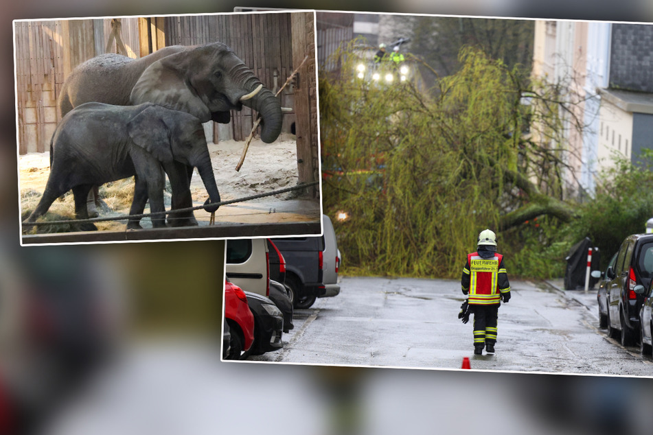 Riesiger Baum kracht zwischen Häusern auf die Straße: Was Elefanten damit zu tun haben
