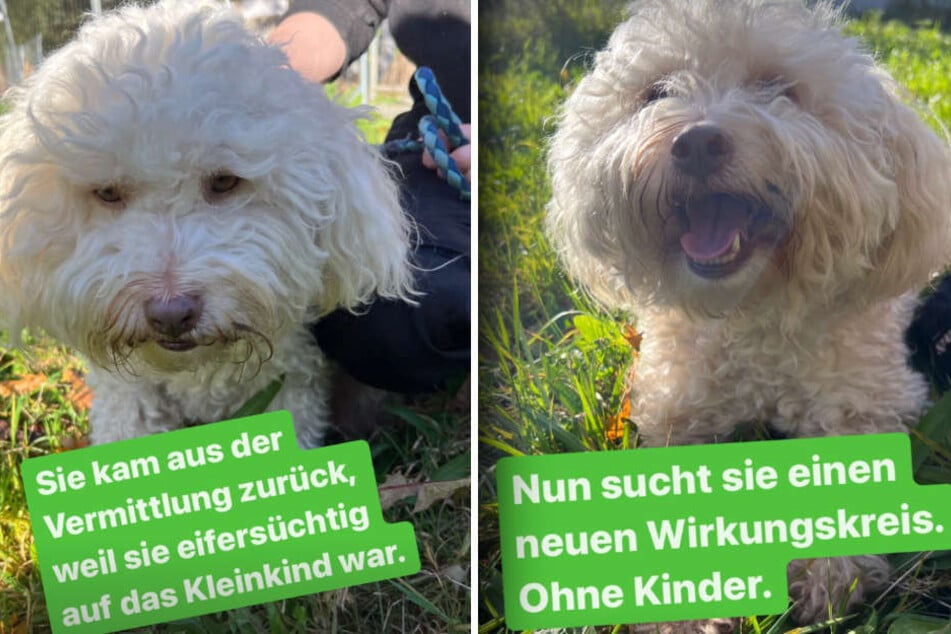 Mischlings-Hündin Susi sucht eine neue Bleibe ohne Kinder.