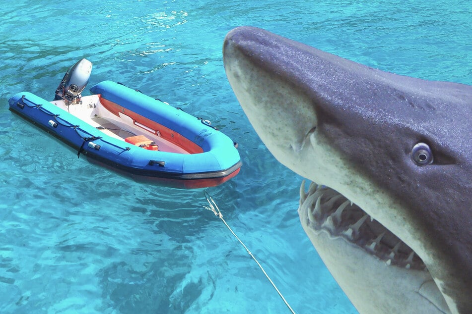 A ravenous tiger shark apparently mistook the inflatable boat for something edible. (Symbolic image)