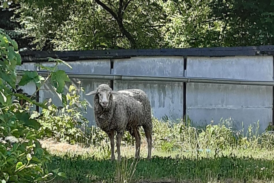 Das Schaf lief frei in Leipzig herum.