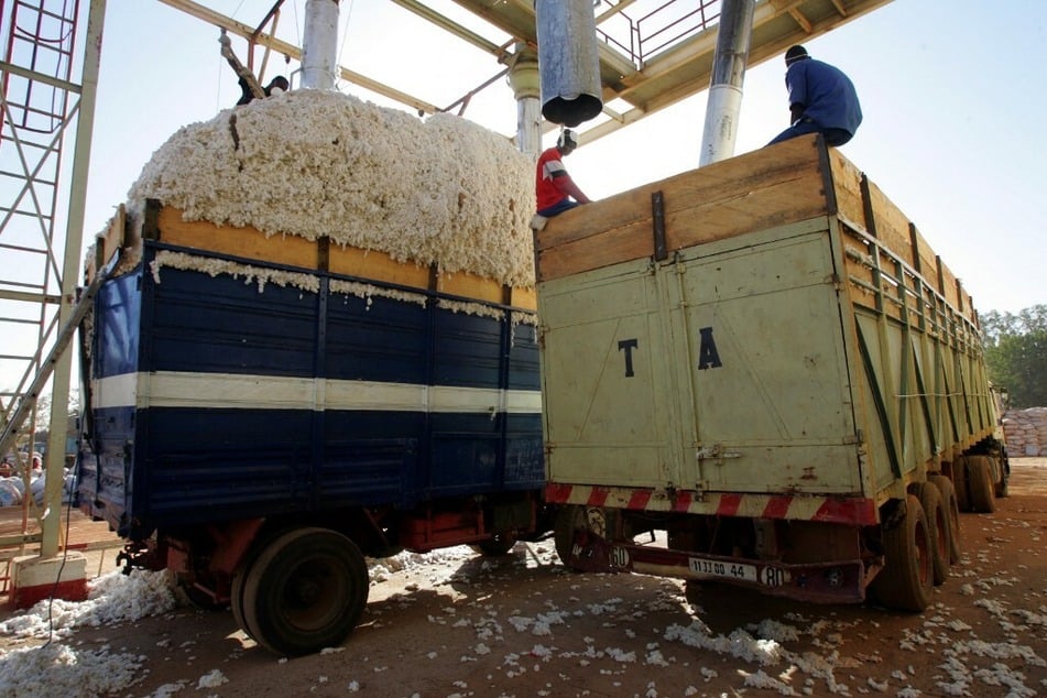 Organic cotton is stacked into trucks at an organic cotton farm.