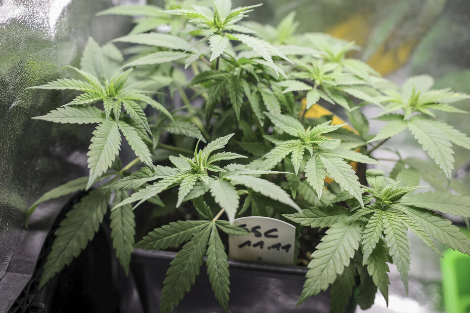 Besitz und Anbau der Droge Cannabis sollen künftig mit Vorgaben für Volljährige legal werden.
