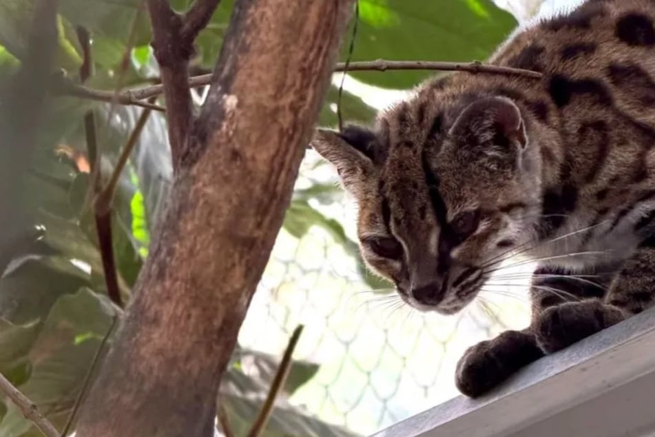 Erstmals seit mehr als hundert Jahren: Forscher entdecken neue Katzenart