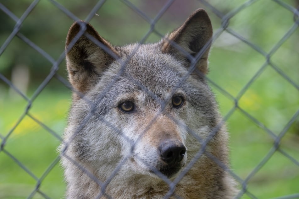 Frau Wolf hält nach einem Partner Ausschau.