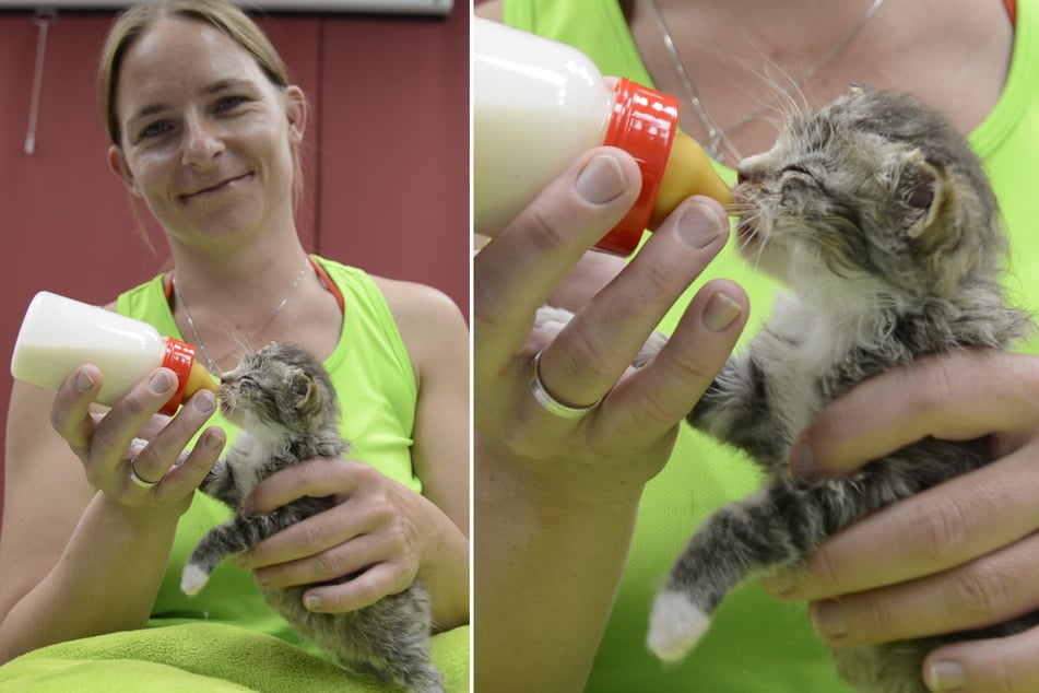 Christina Walloschke ist derzeit Ersatzmutti für zehn kleine Fundkatzen, welche den sechsten Lebensmonat kaum erreicht hätten. Sie kann aber nur punktuell helfen - eine große Lösung muss her.