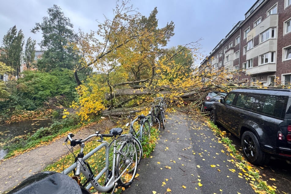 Insgesamt neun am Fahrbahnrand abgestellte Autos beschädigte der 50 Meter hohe Baum.