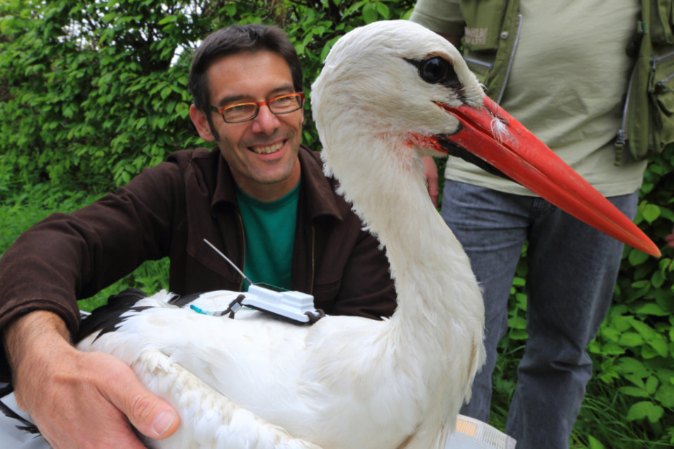 Martin Wikelski, Direktor des Max-Planck-Insituts für Ornitholigie in Radolfzell und Leiter des ICARUS-Projekts, mit einem besenderten Storch (undatiertes Handout, aufgenommen in Radolfzell, Baden-Württemberg).