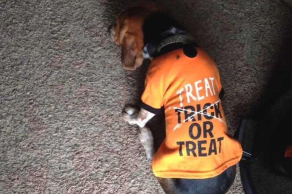 An old photo of Roscoe shows the dog rocking a Halloween t-shirt before he disappeared.
