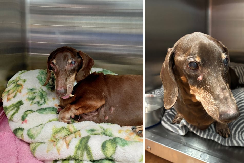 Šestnáctiletý čtyřnohý byl zřejmě svými majiteli opuštěn.