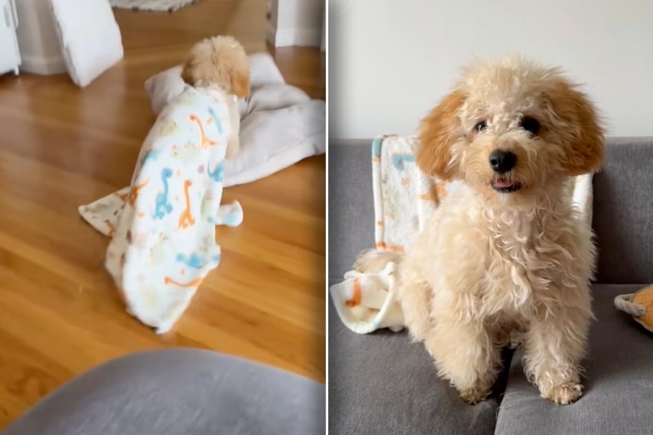 El perro quiere acostarse: lo que Mushi hace después encanta a muchos.