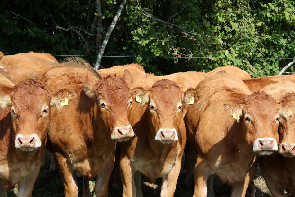 Zug rauscht in Kuhherde: Mehrere Tiere tot