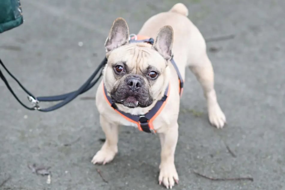 Die Französische Bulldogge hat in der Vergangenheit Schlimmes erlebt.