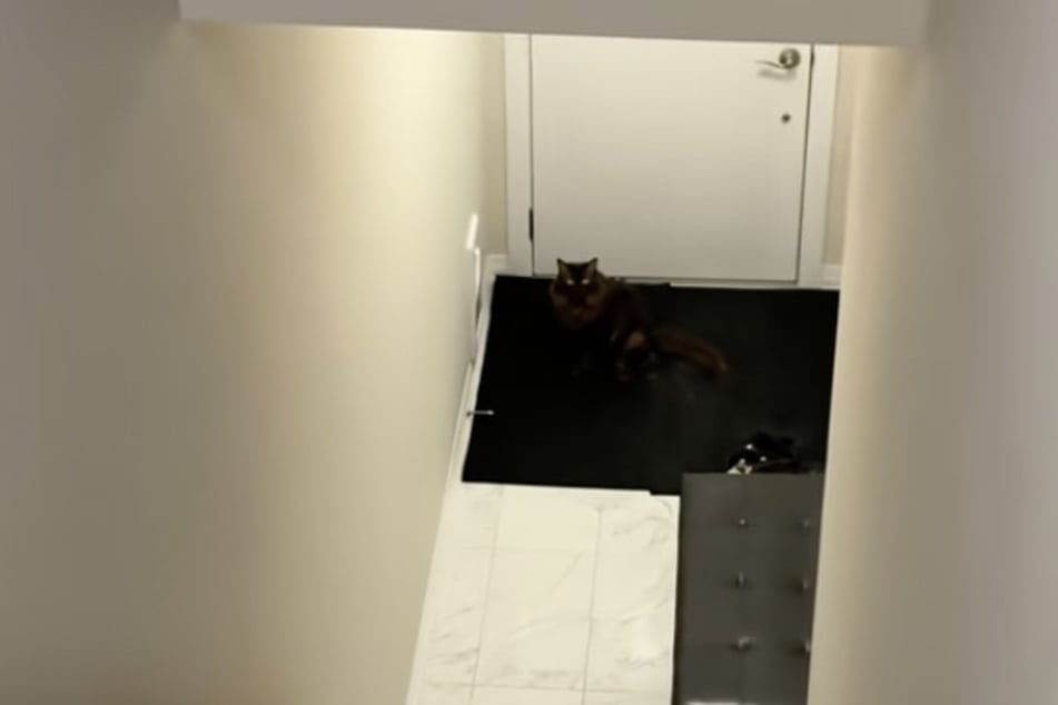 Gut getarnt auf einer Fußmatte entdeckte seine Besitzerin ihn schließlich.