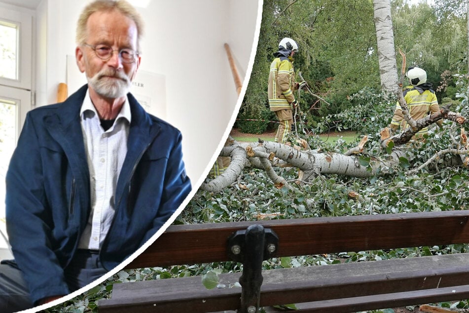 Dresden: Schon 53 Baumstürze und Astbrüche in Dresden seit Juli: Experte klärt über Problem auf