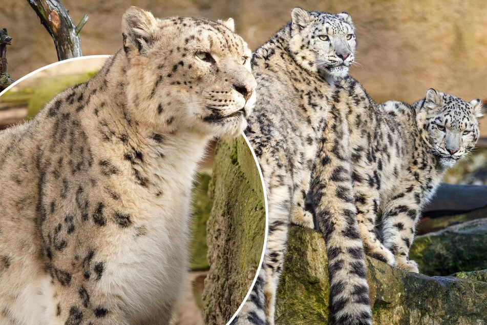 Einfach tierisch! Senioren-Duo gründet WG im Dresdner Zoo