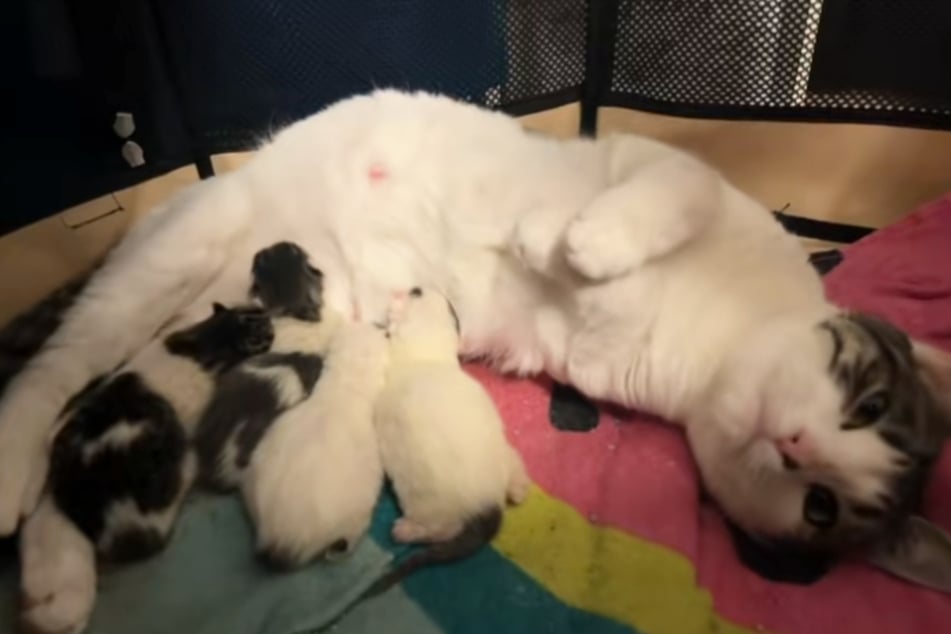 Die Wahrheit: Katze Bear brachte ihre Kätzchen wenige Wochen später zur Welt.