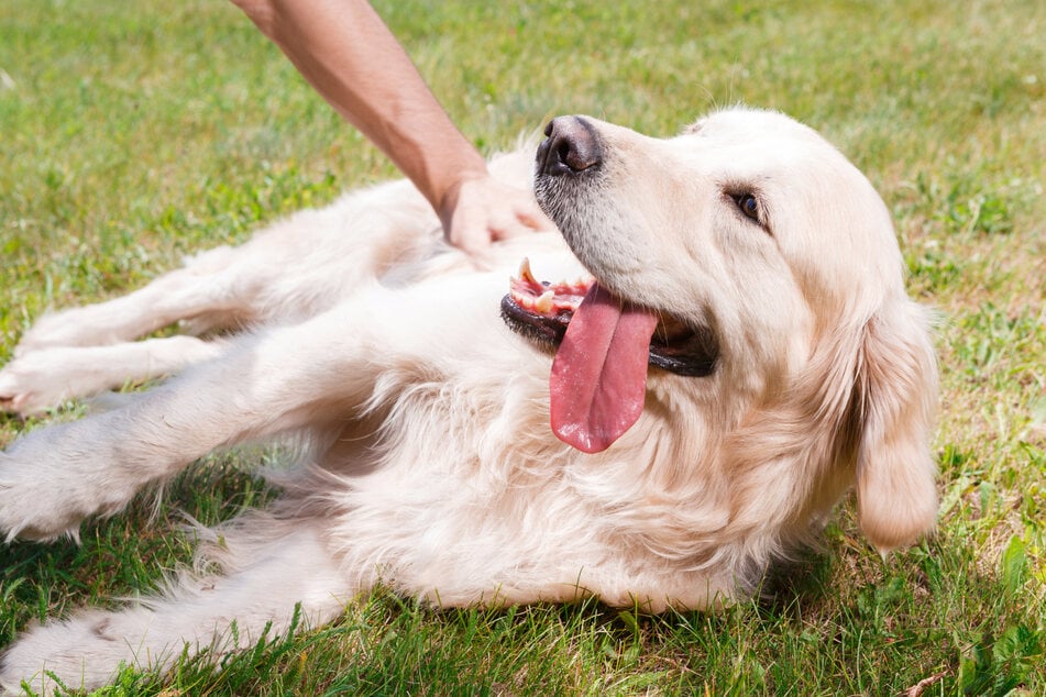 If you want to pet dogs properly, there are a few things to keep in mind.