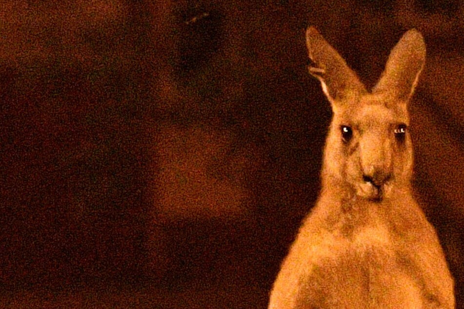 Todeskampf im Hochwasser: Riesiges Känguru versucht, Mann zu ertränken