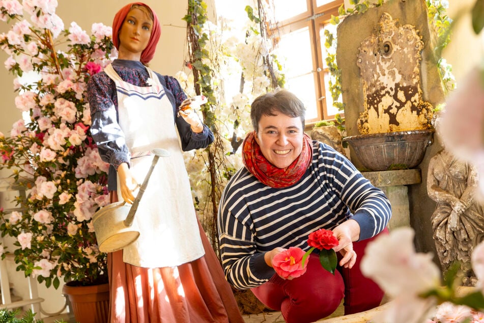 In voller Blüte: Zuschendorf zelebriert die Kamelie