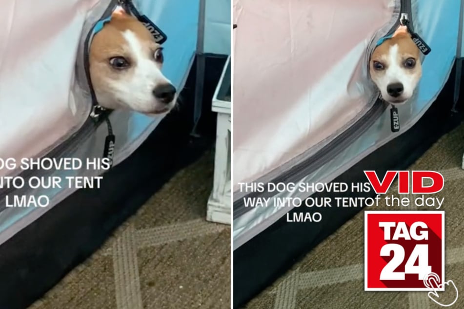 A mysterious dog popped his head in a girl's tent in today's Viral Video of the Day!