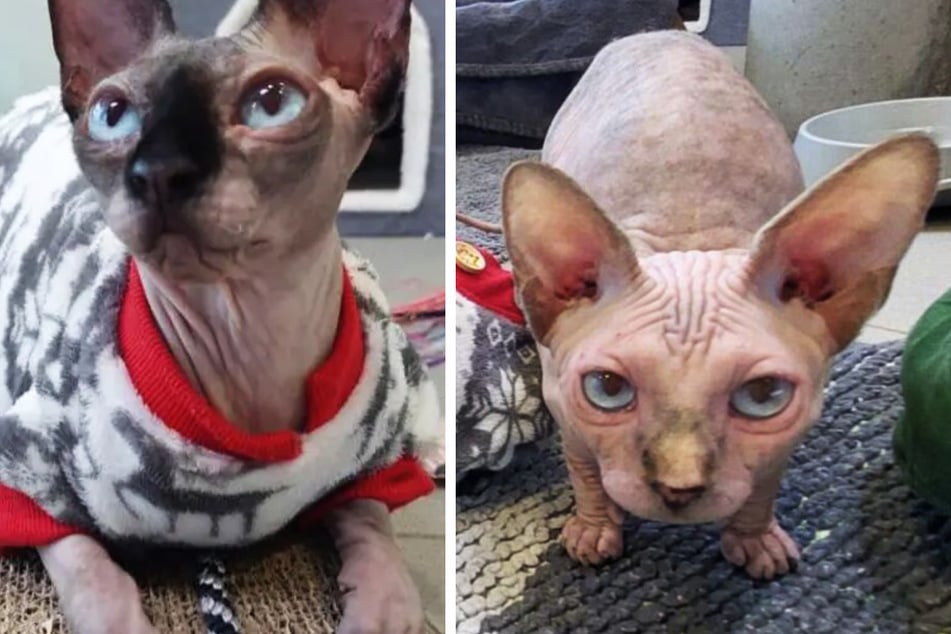 Herzliche Sphynx suchen Zuhause: Darum haben es Mutter und Tochter nicht leicht