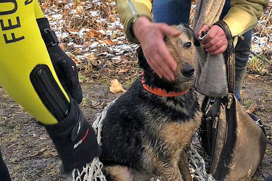 Hundedame Violetta konnte von der Feuerwehr gerettet und ihrer Besitzerin übergeben werden.