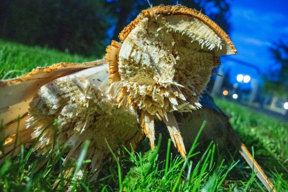 Bei dem Unwetter sind in der Innenstadt mehrere Bäume umgeknickt ...