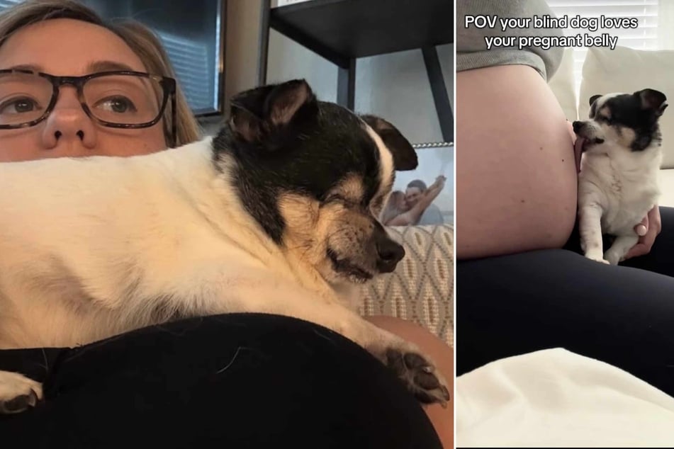 Users flocked to the comments section of the sweet dog videos to reassure the nervous new mama.