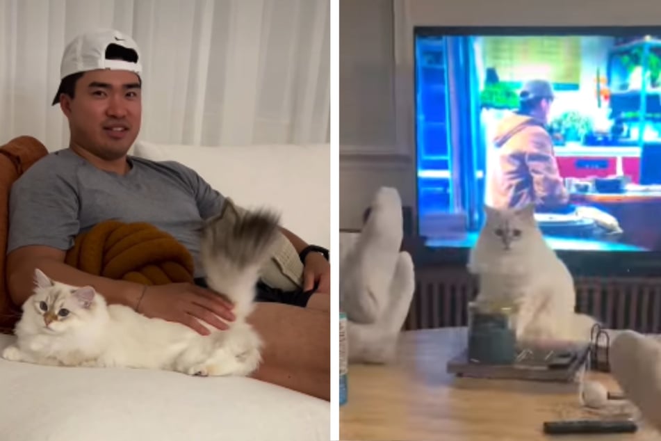 Als Cathy mit ihrer Katze kuscheln wollte, entschied sich die Samtpfote kurzerhand anders.