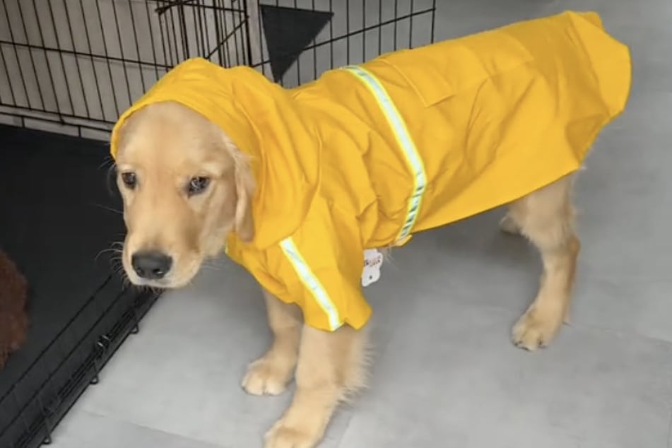 Hund Bearson liebt seine neue Regenjacke.