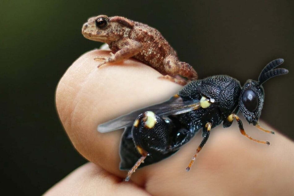 Could a frog or an insect be the smallest animal in the world?